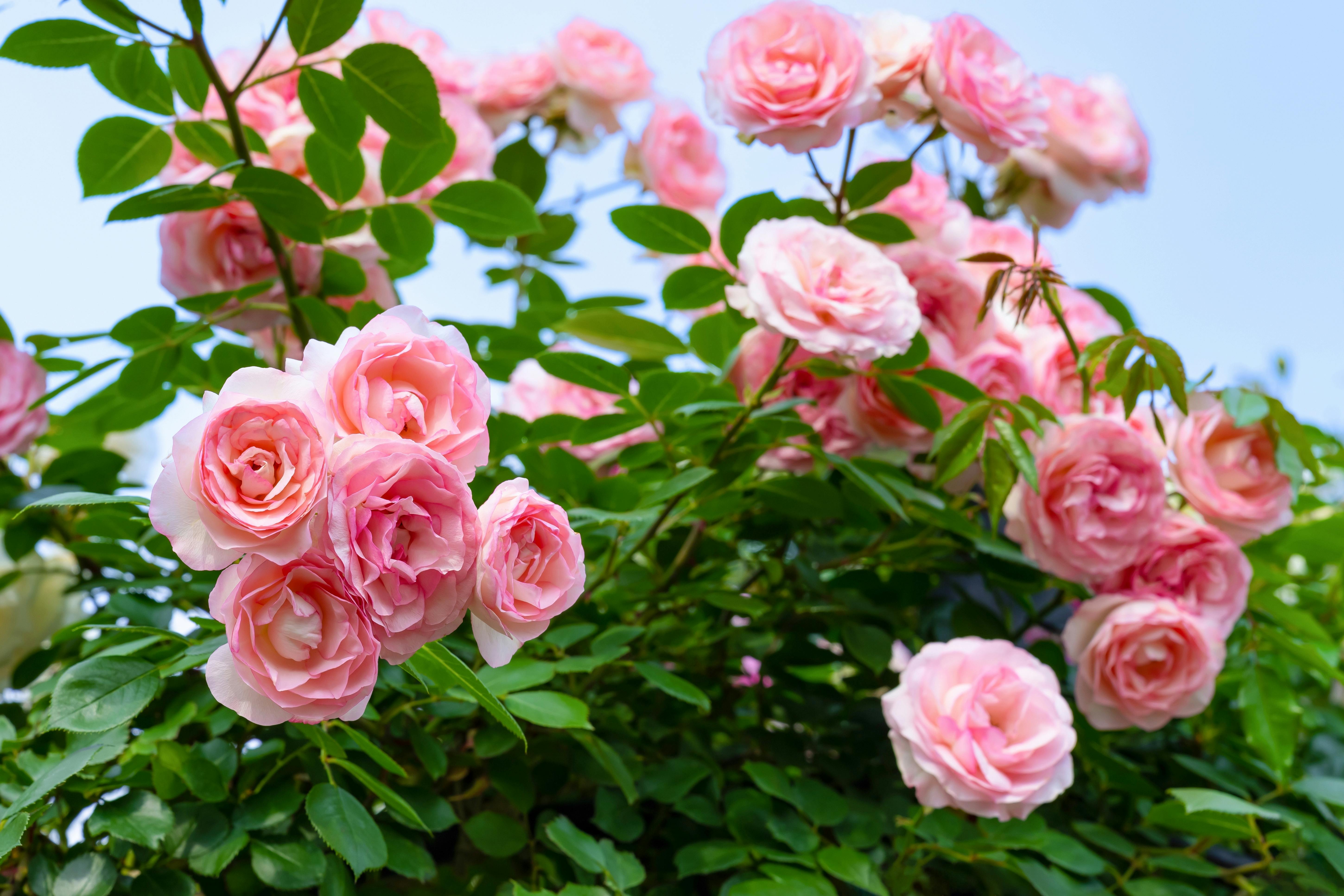 Yokohama English Garden