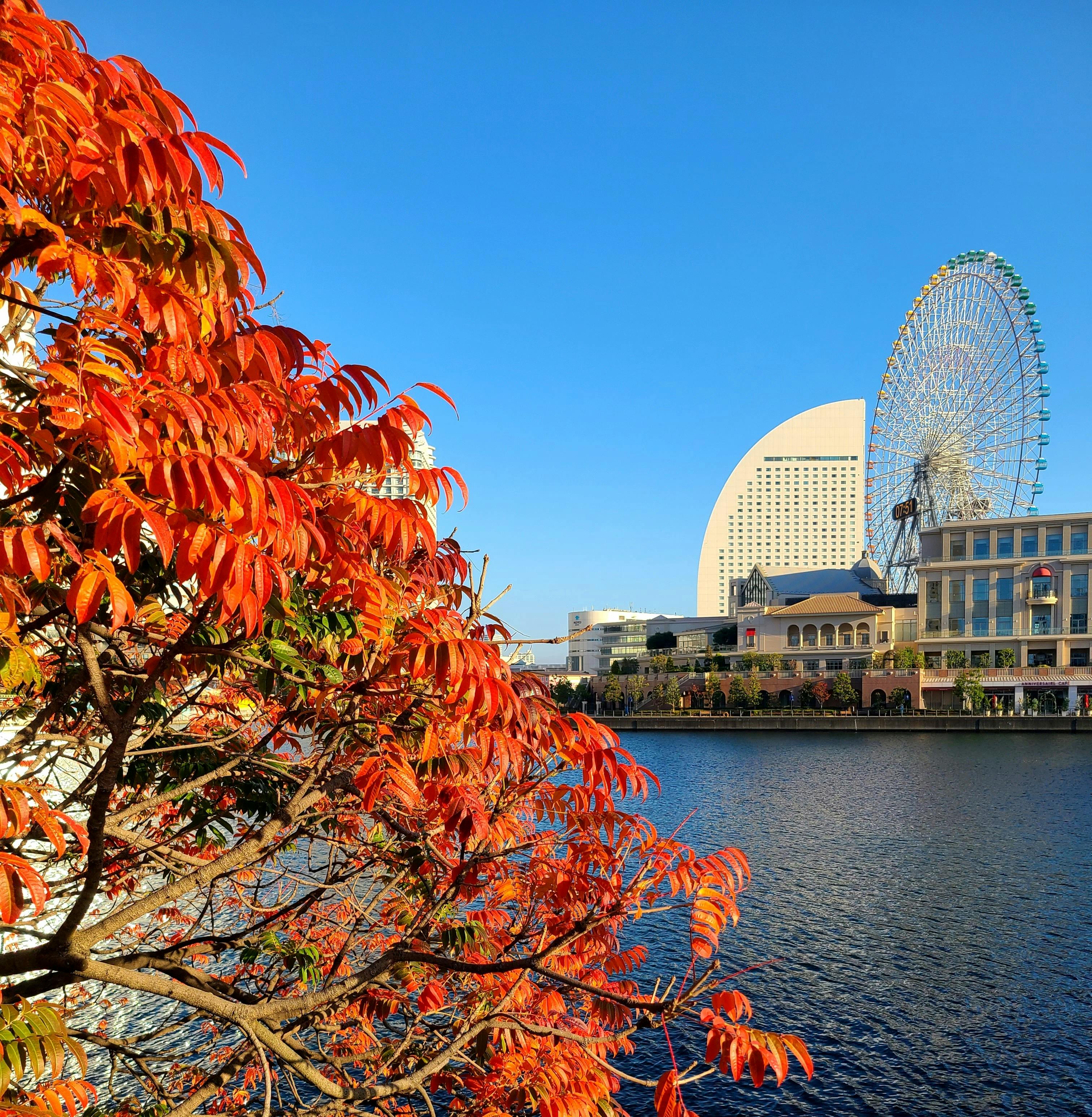 A tree with vibrant red autumn leaves by the waterfront, with a large Ferris wheel, modern buildings, and a clear blue sky in the background.