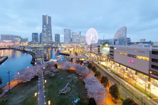 Cityscape of Yokohama, Japan at dusk, featuring tall modern buildings, a large Ferris wheel lit up, waterfront, and cherry blossom trees along a park with people sitting on the grass.