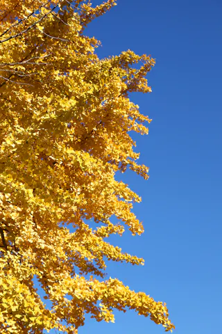 Branches of a tree covered in bright yellow autumn leaves extend from the left side of the image, set against a clear, vivid blue sky.