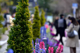 Colorful flowers and green shrubs line a sidewalk, with people walking and standing in the background. The scene is outdoors, vibrant, and lively, with a shallow depth of field drawing focus to the plants.
