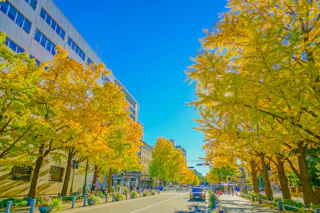A city street lined with tall trees featuring bright yellow autumn leaves, under a clear blue sky. People and cars are visible along the roadway, and modern buildings border the street.
