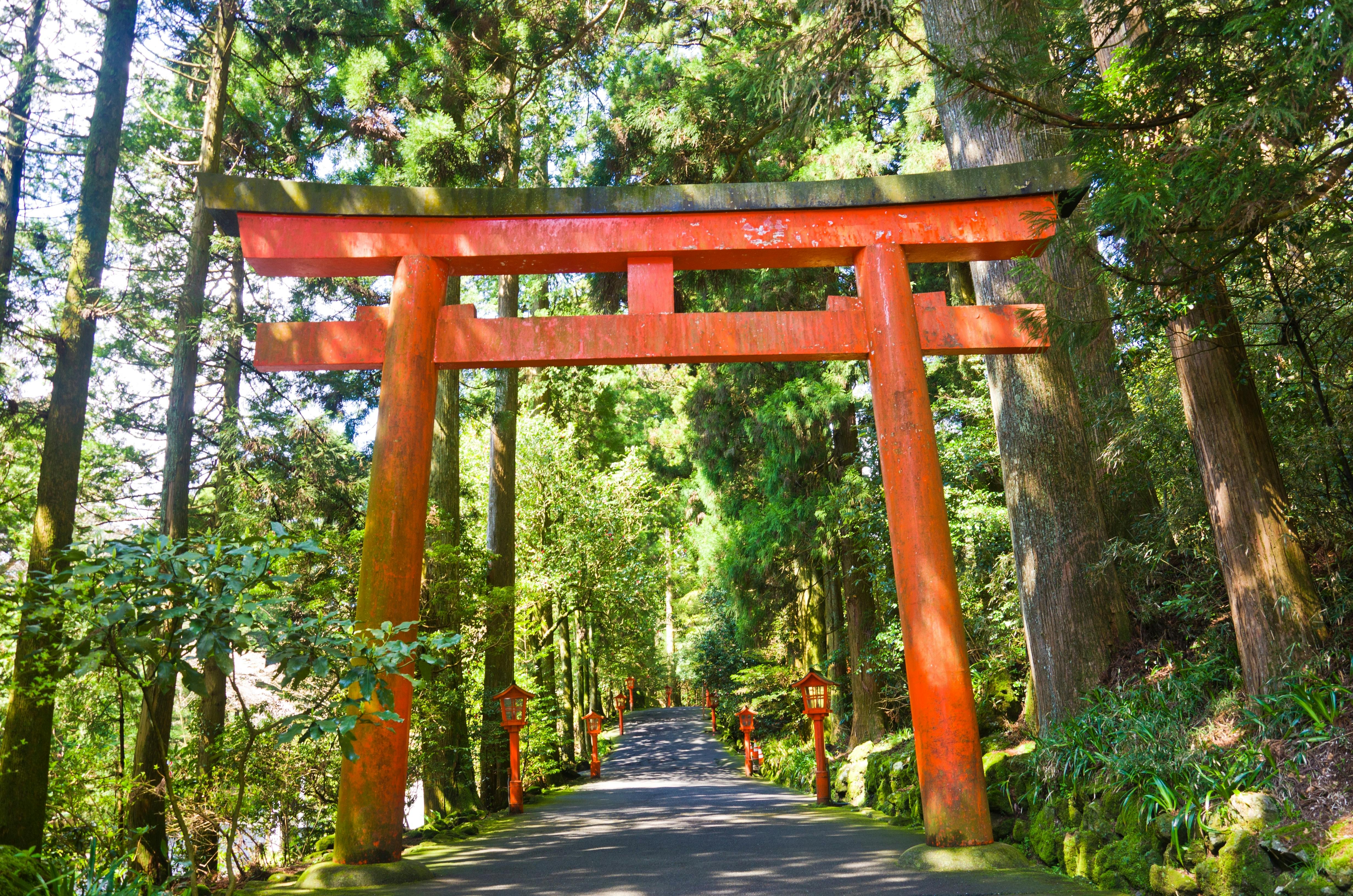 A large red torii gate stands over a paved pathway surrounded by tall, green trees and lush forest vegetation, with small lanterns lining the path.