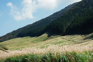 Green hills covered in tall grass, with a dense, dark forest rising up the mountainside under a partly cloudy blue sky. Sunlight highlights the gentle slopes and grassy fields in the foreground.