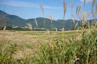 Golden grass sways in a wide field under a blue sky, with green mountains and a distant town in the background. Tall plants frame the foreground.