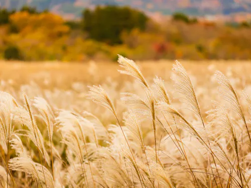 Sengokuhara Pampas Grass Fields Tall, golden pampas grass sways in the foreground of a sunlit field, with soft-focus autumn trees and hills providing a colorful, blurred background.