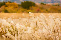 Tall, golden pampas grass sways in the foreground of a sunlit field, with soft-focus autumn trees and hills providing a colorful, blurred background.
