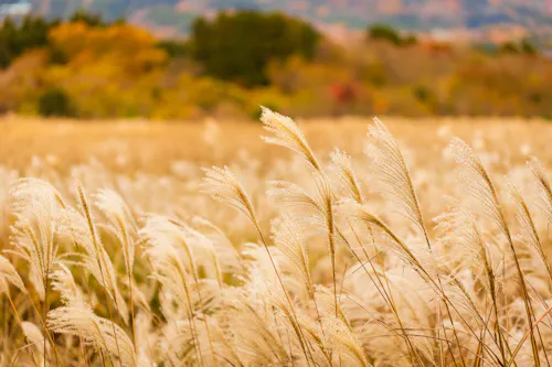 Tall, golden pampas grass sways in the foreground of a sunlit field, with soft-focus autumn trees and hills providing a colorful, blurred background.