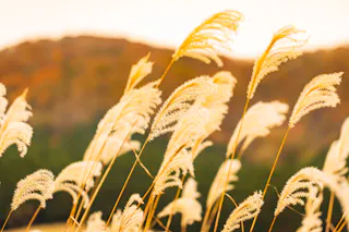 Golden pampas grass sways in the breeze against a softly blurred background of hills and trees, bathed in warm sunlight.
