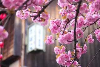 Clusters of vibrant pink cherry blossoms in full bloom fill the foreground, with blurred traditional wooden buildings and a sign in the background, creating a serene springtime atmosphere.