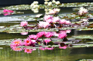 Pink water lilies bloom on green lily pads, floating on a calm pond with their reflections visible in the water. White lilies are seen in the background. The scene is bright and serene.