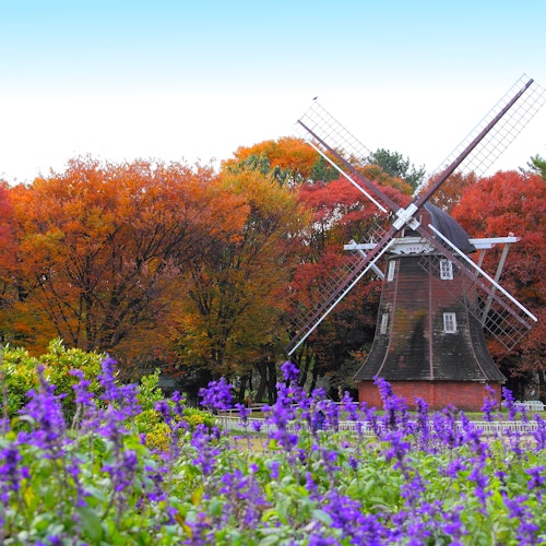 Meijo Park A traditional windmill stands amidst a vibrant autumn landscape with trees displaying vivid red, orange, and yellow foliage. In the foreground, there are purple flowers in full bloom, creating a colorful and picturesque scene.