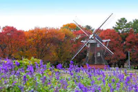 A traditional windmill stands amidst a vibrant autumn landscape with trees displaying vivid red, orange, and yellow foliage. In the foreground, there are purple flowers in full bloom, creating a colorful and picturesque scene.