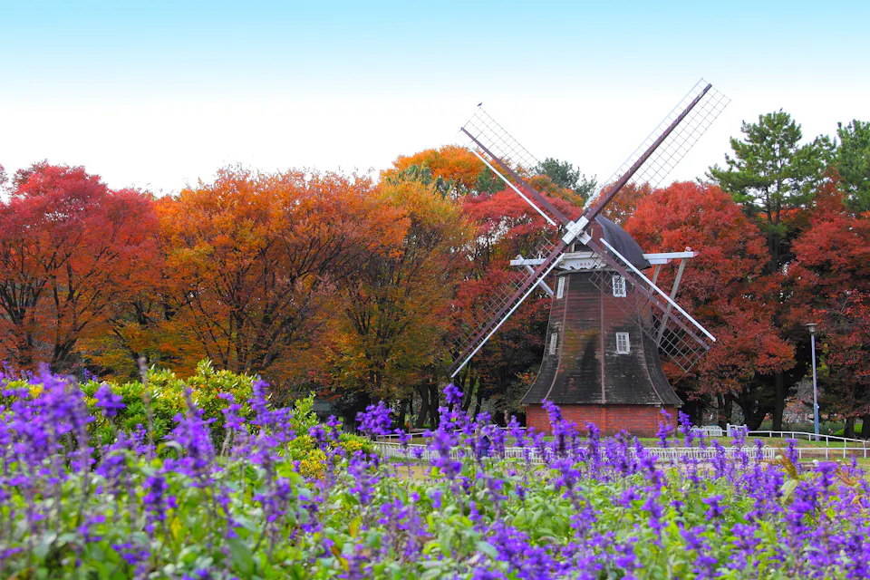 A traditional windmill stands amidst a vibrant autumn landscape with trees displaying vivid red, orange, and yellow foliage. In the foreground, there are purple flowers in full bloom, creating a colorful and picturesque scene.