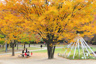 A large tree with vibrant yellow-orange autumn leaves towers over a family sitting at a picnic table in a park. Nearby is a playground structure, and a few people walk in the background. Fallen leaves cover the ground.