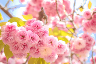 Close-up of vibrant pink cherry blossoms in full bloom against a bright blue sky. The delicate petals are clustered together, surrounded by a few green leaves, with sunlight filtering through the branches.