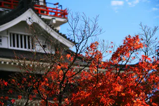 Red autumn leaves on tree branches in the foreground, with a traditional Japanese building featuring white walls and a tiled roof in the background under a bright blue sky.
