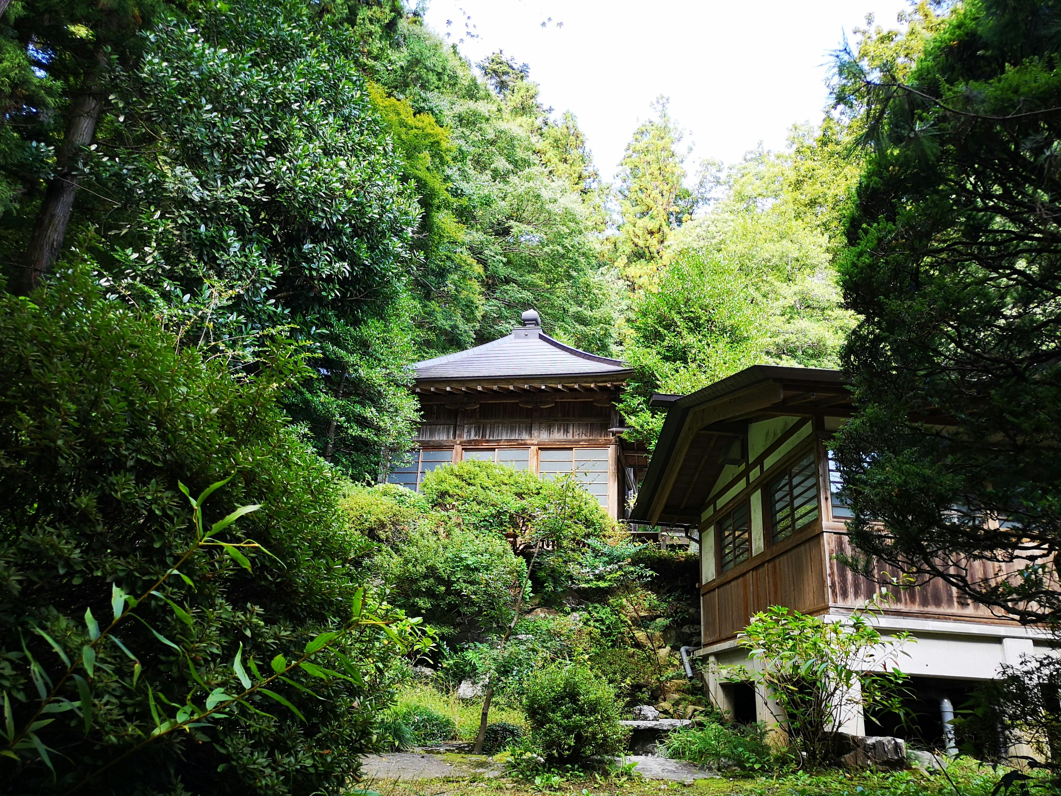 Two traditional Japanese wooden buildings surrounded by lush green trees and plants, set on a gentle hillside under a bright sky.