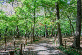 A sunlit forest path lined with wooden posts winds through tall trees with lush green leaves and scattered fallen leaves on the ground. Light filters through the canopy, creating a peaceful, inviting atmosphere.