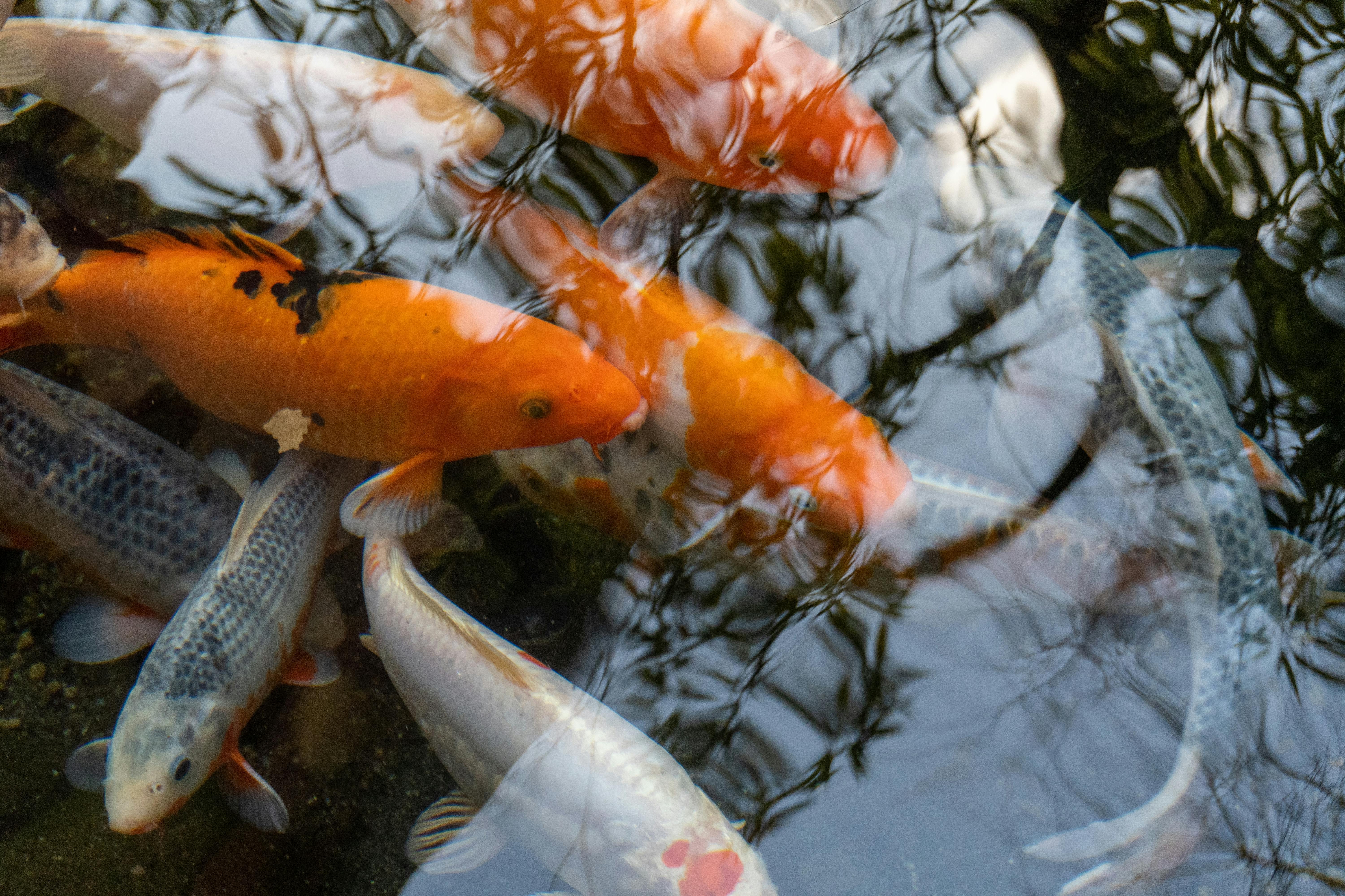 Colorful koi fish swim together near the water’s surface, with orange, white, and patterned scales visible. Reflections of tree branches appear on the rippling water above them.