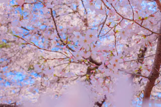 Close-up of delicate pink cherry blossoms on tree branches with a blurred background of more blossoms and blue sky, capturing the vibrant colors and soft atmosphere of springtime.
