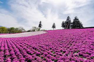 A vast hillside covered with vibrant pink and white flowers under a partly cloudy sky, with several tall trees silhouetted against the sunlight in the background.