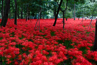 A dense field of vibrant red spider lilies blooms under tall green trees in a forest, creating a striking contrast between the bright flowers and the shaded woods.