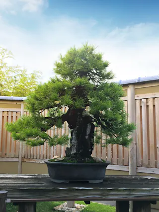 A lush green bonsai tree in a dark pot sits on a wooden table outdoors, with a wooden fence and clear blue sky in the background.