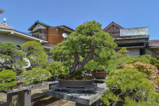 A variety of bonsai trees in pots are displayed on wooden tables outdoors, with traditional Japanese houses and clear blue sky in the background.