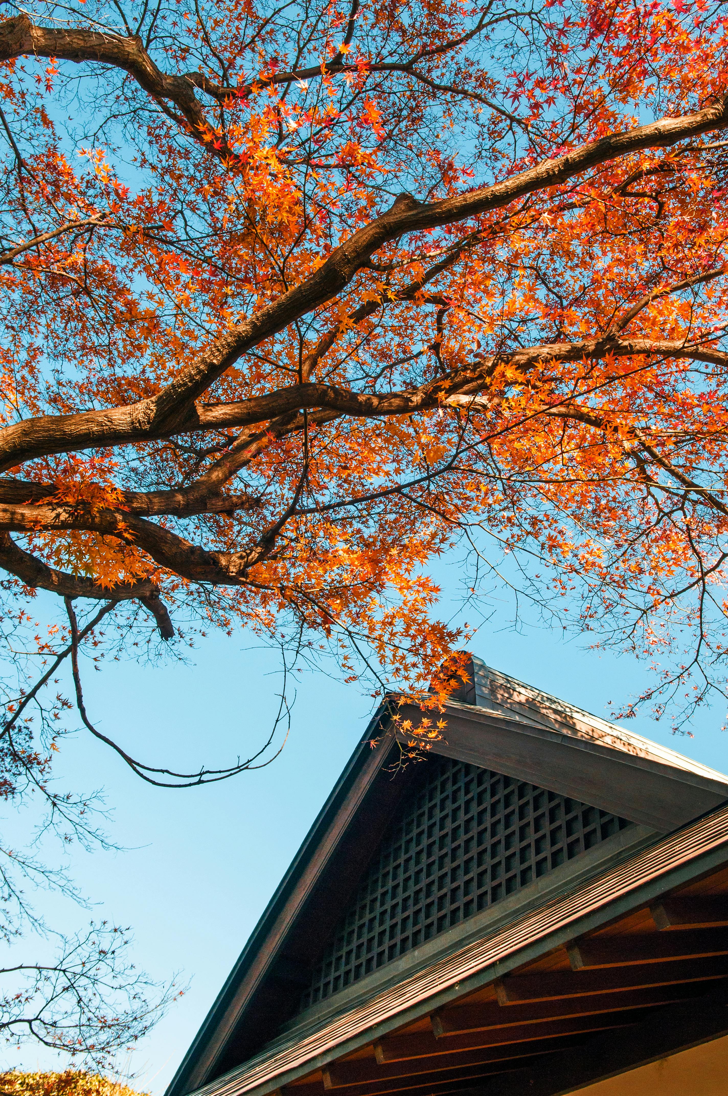 Omiya Bonsai Art Museum in Saitama: Exhibits, Tickets & Tips - Trip To ...