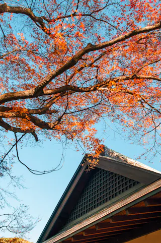 Branches with vibrant orange autumn leaves stretch above the roof of a building, set against a clear blue sky. The scene captures the contrast between the warm foliage and the cool, bright sky.