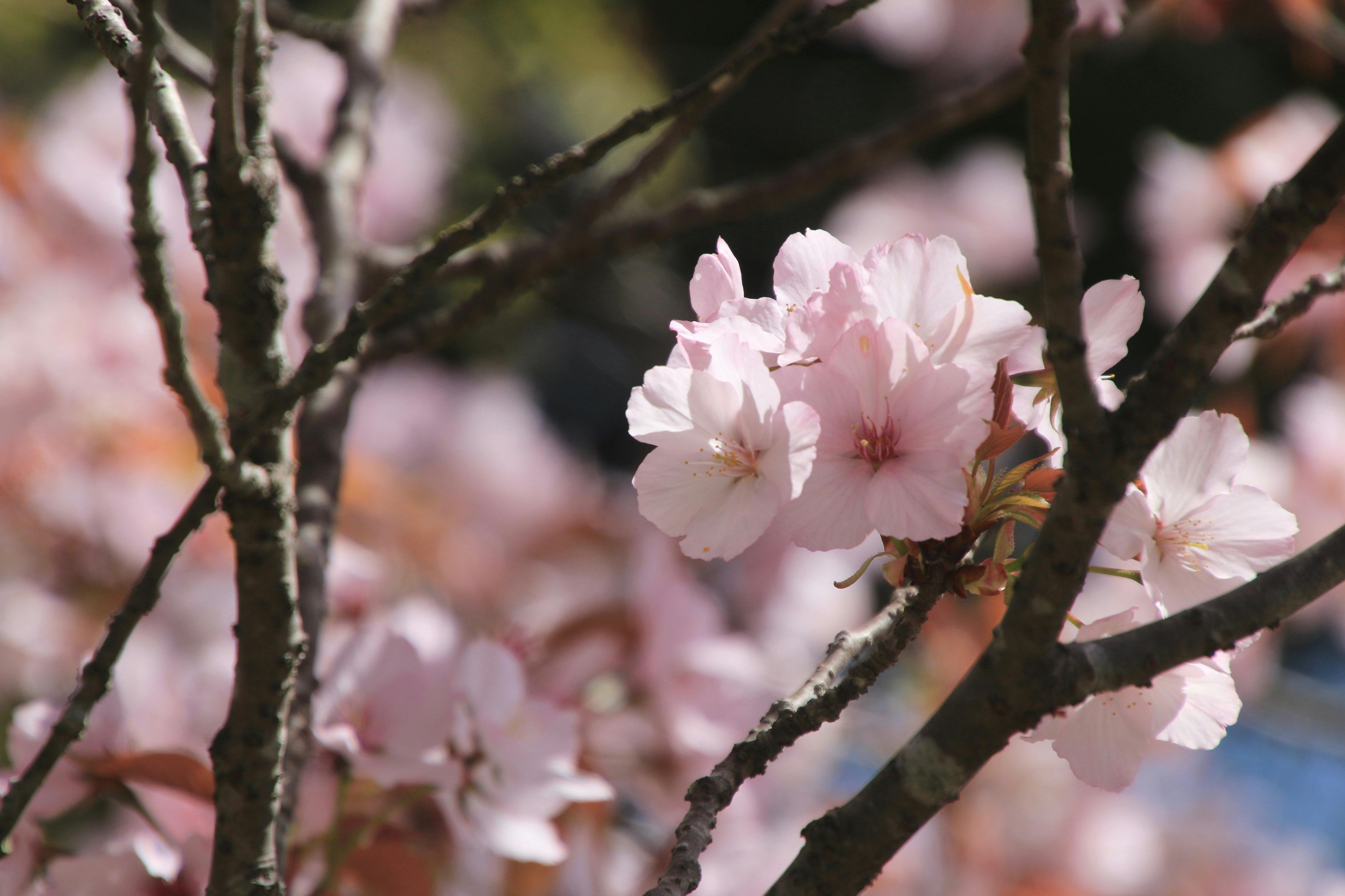 Close-up of light pink cherry blossoms blooming on tree branches with a soft, blurred background. Sunlight gently illuminates the delicate petals, highlighting their subtle color and texture.