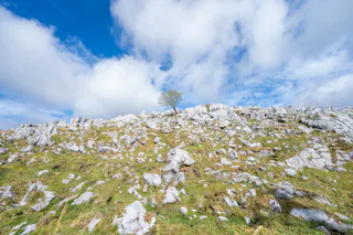 A lone tree stands atop a rocky, grassy hillside under a bright blue sky with scattered clouds. White rocks are scattered across the green slope.