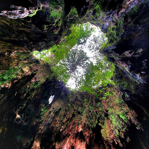 Wilson's Stump Wilson's Stump