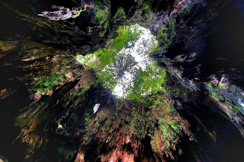 Wilson's Stump