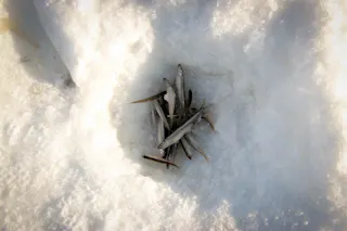 Wakasagi Smelt Ice-Fishing on Lake Akan