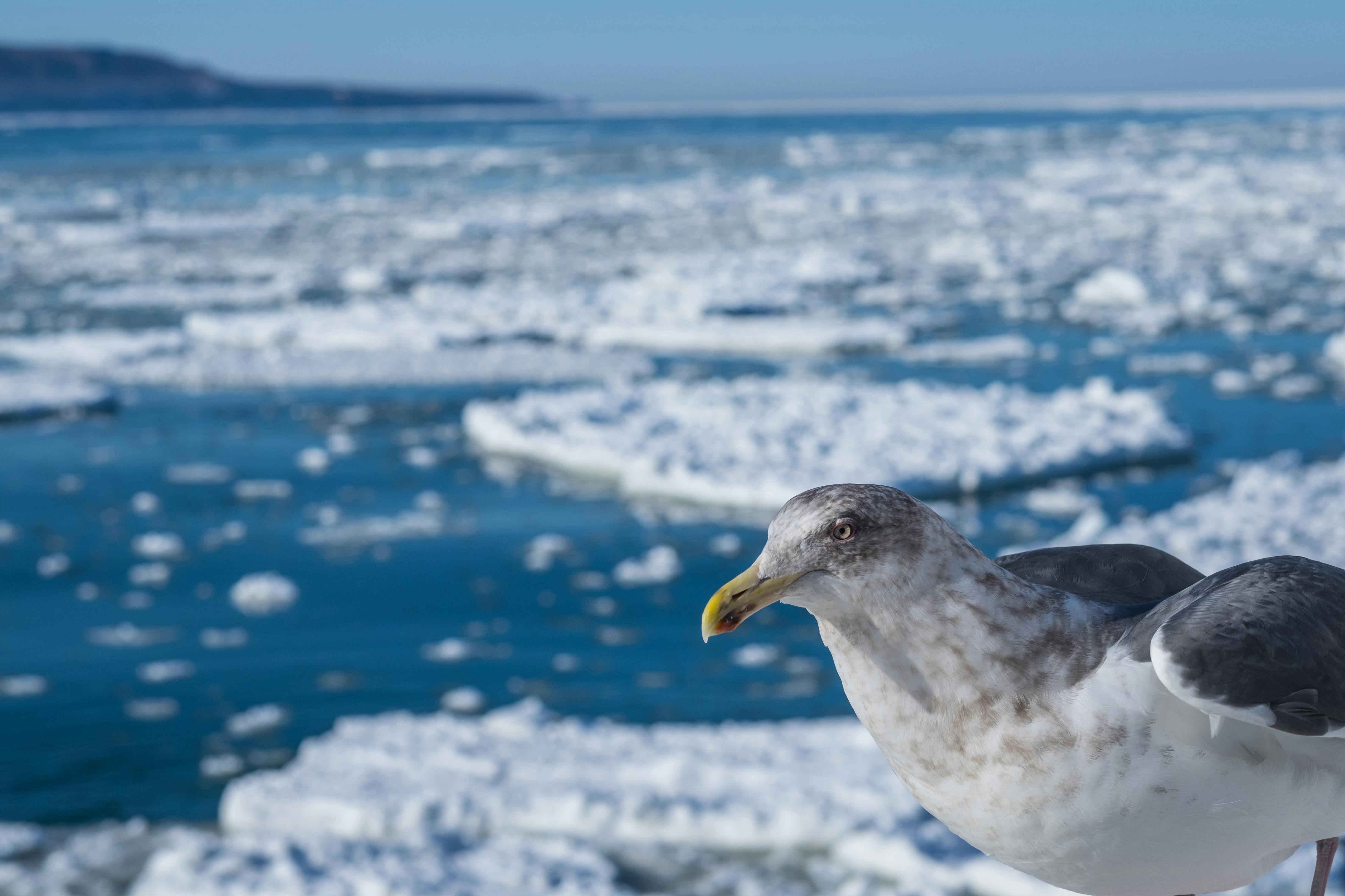 A close-up of a seagull with mottled gray and white feathers stands in front of a partially frozen sea, with floating ice chunks and distant land visible under a clear blue sky.