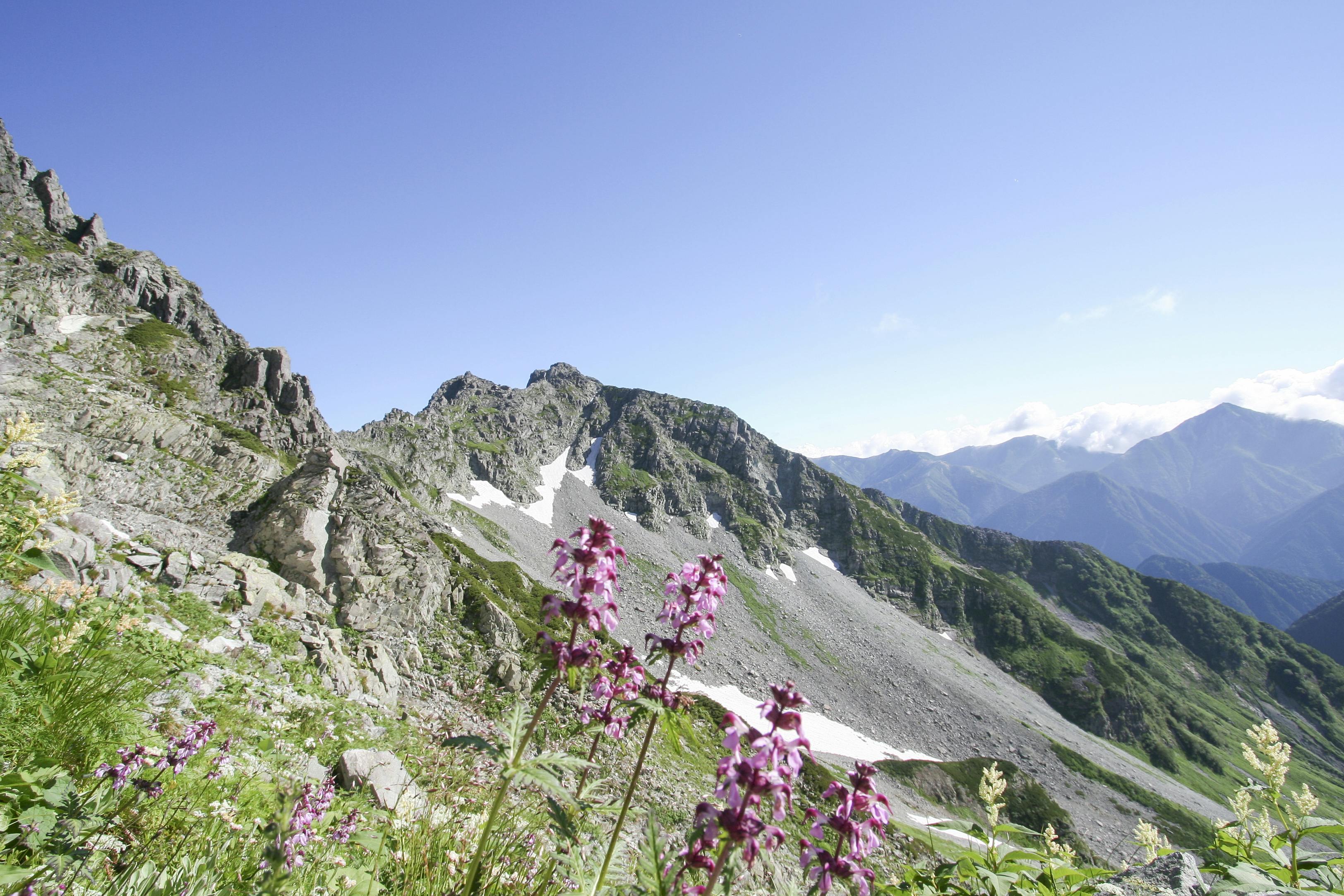 Purple wildflowers in the foreground with rocky, green mountains and patches of snow in the background under a clear blue sky.