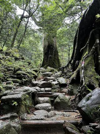Shiratani Unsuikyo Ravine