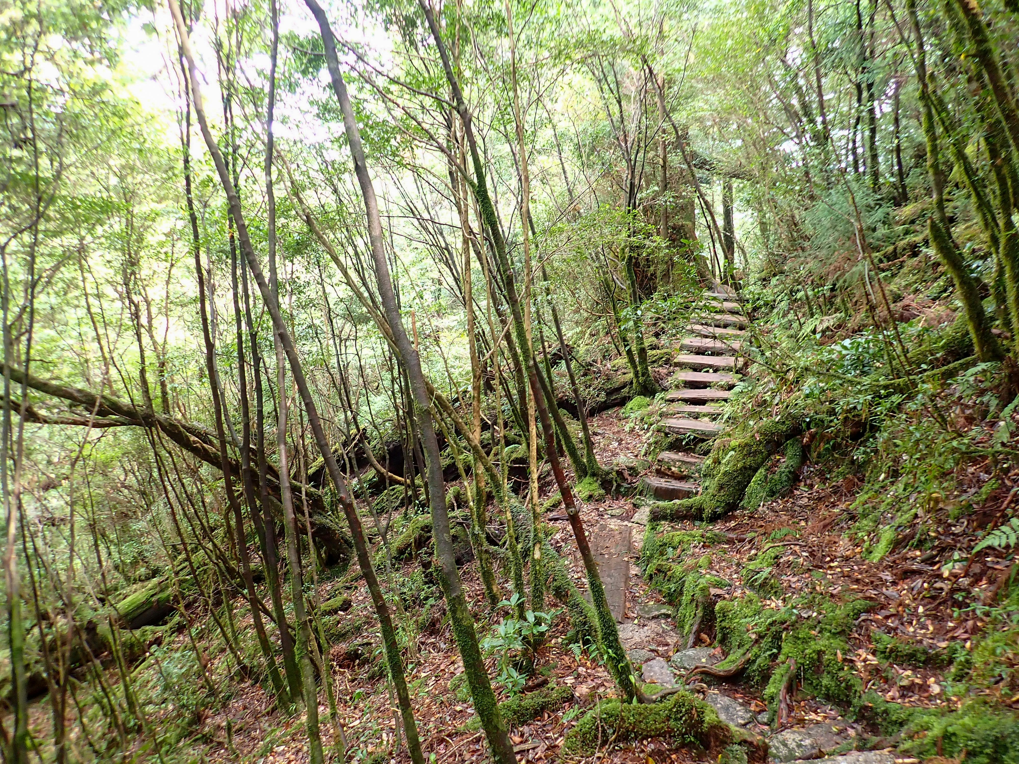A narrow stone and wood staircase ascends through a dense, green forest with moss-covered ground, slender trees, and dappled sunlight filtering through the leaves.