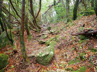 A rocky forest trail winds uphill through dense trees and greenery, with moss-covered stones and fallen leaves scattered along the path.