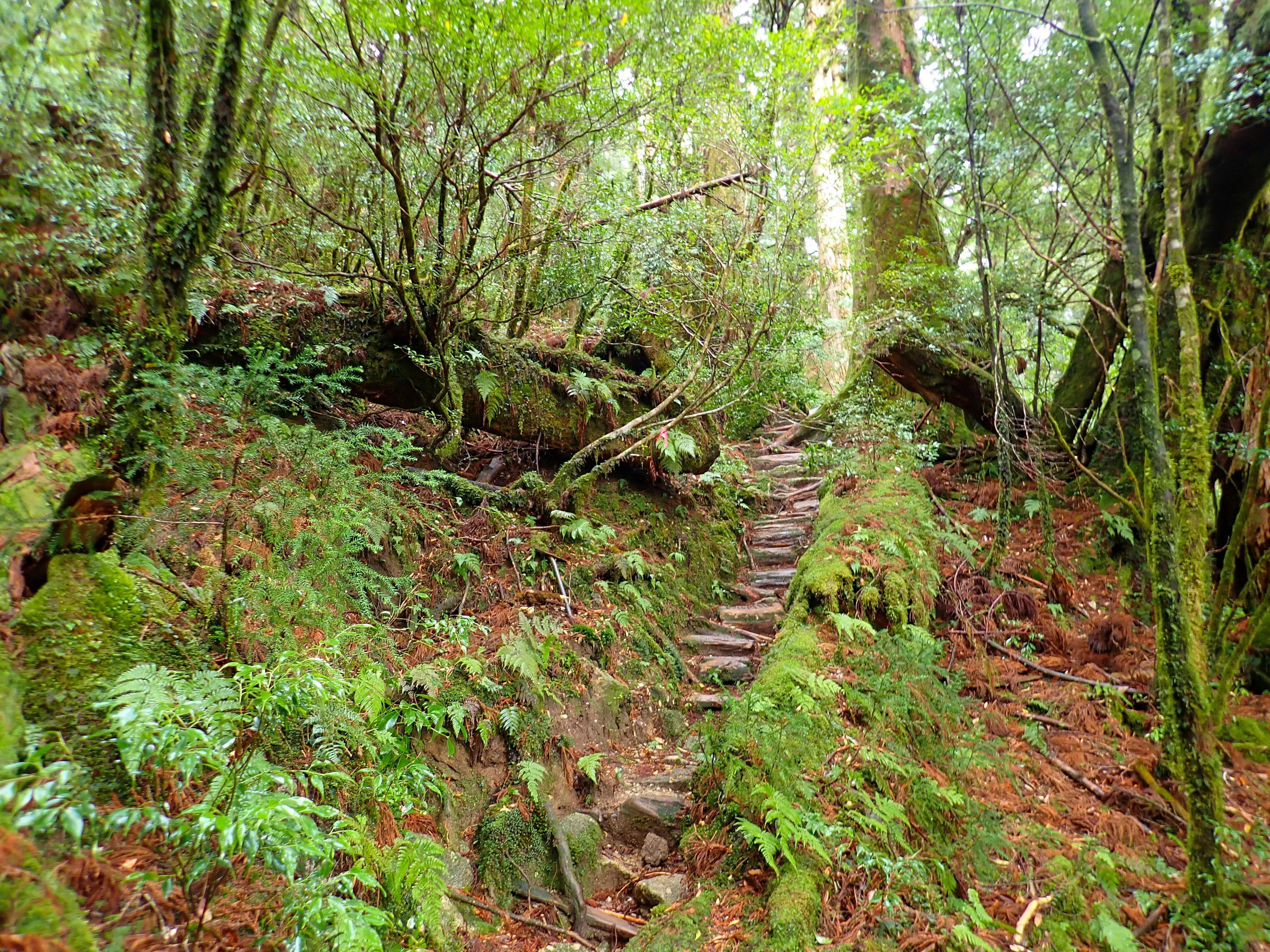 A stone path winds through a lush, green forest with moss-covered trees, ferns, and dense vegetation under filtered sunlight.