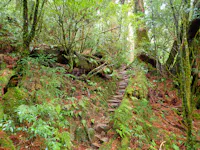 A stone path winds through a lush, green forest with moss-covered trees, ferns, and dense vegetation under filtered sunlight.