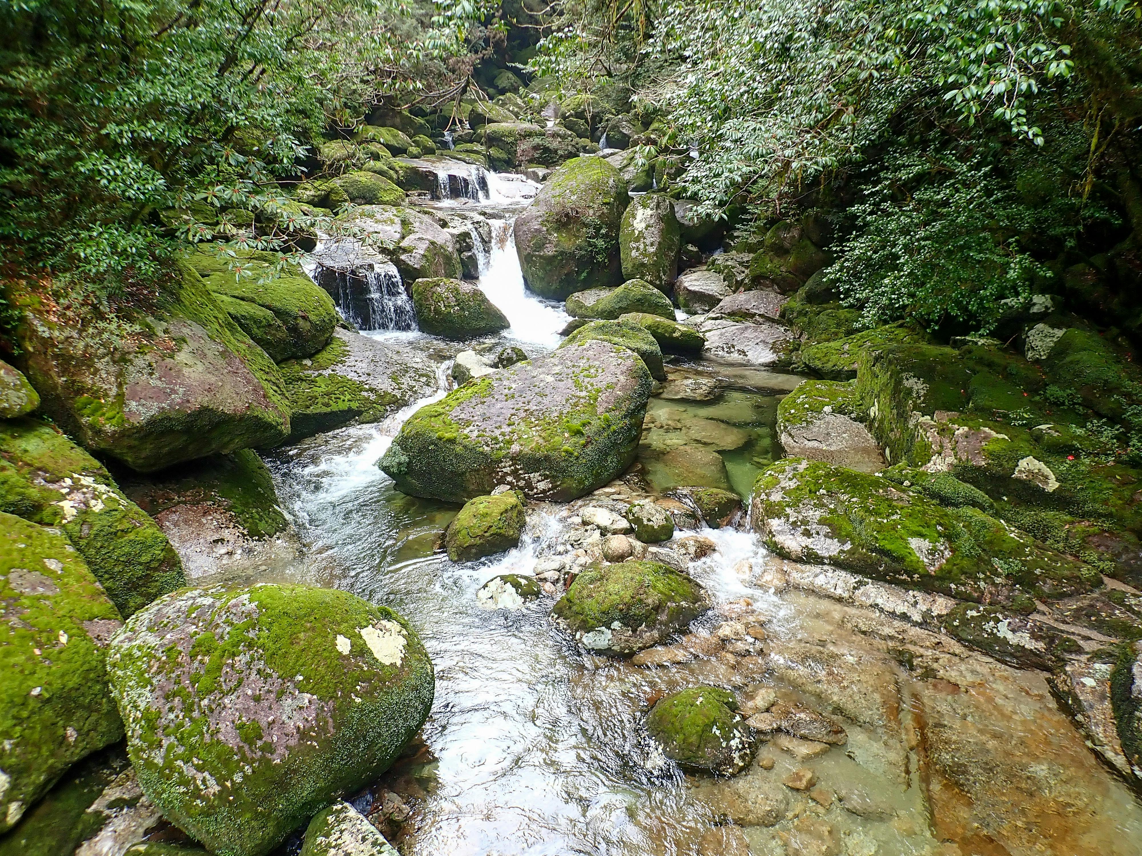 A clear stream flows over moss-covered rocks in a lush, green forest, with small waterfalls and dense foliage surrounding the scene.