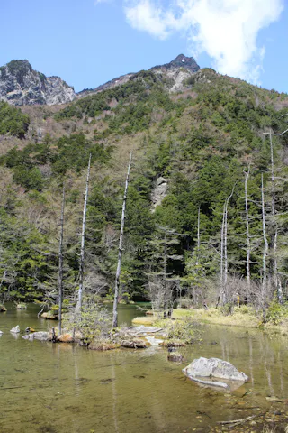 Clear water with rocks and sparse vegetation in the foreground, tall thin dead trees, dense green forest, and a mountain peak under a partly cloudy blue sky in the background.