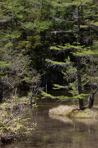 A calm forest scene with clear water, green trees, and a small grassy island in the foreground, surrounded by lush vegetation and dense woods in the background.