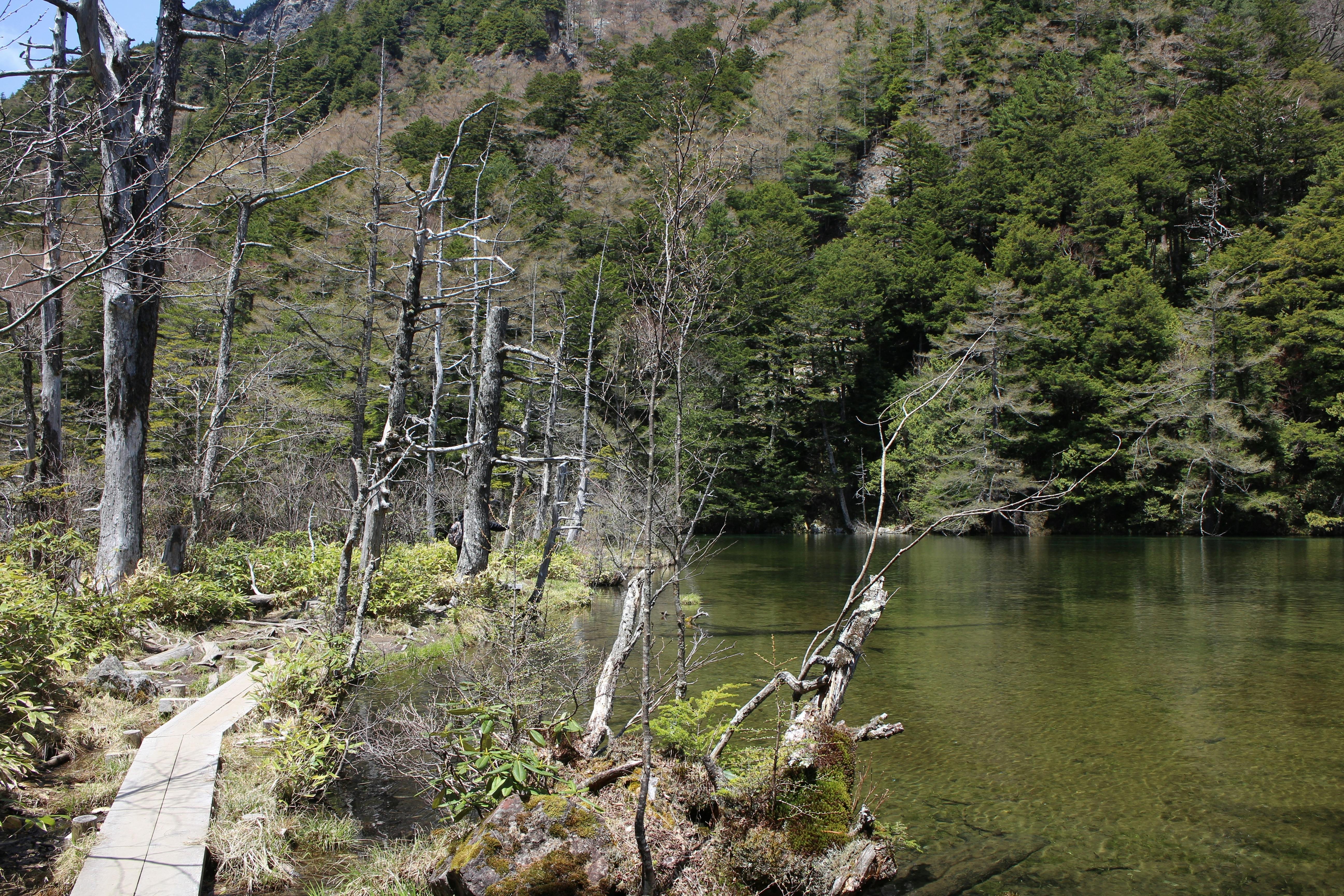 A wooden boardwalk runs alongside a clear, shallow pond surrounded by bare trees and dense green forest, with a hillside covered in trees in the background.