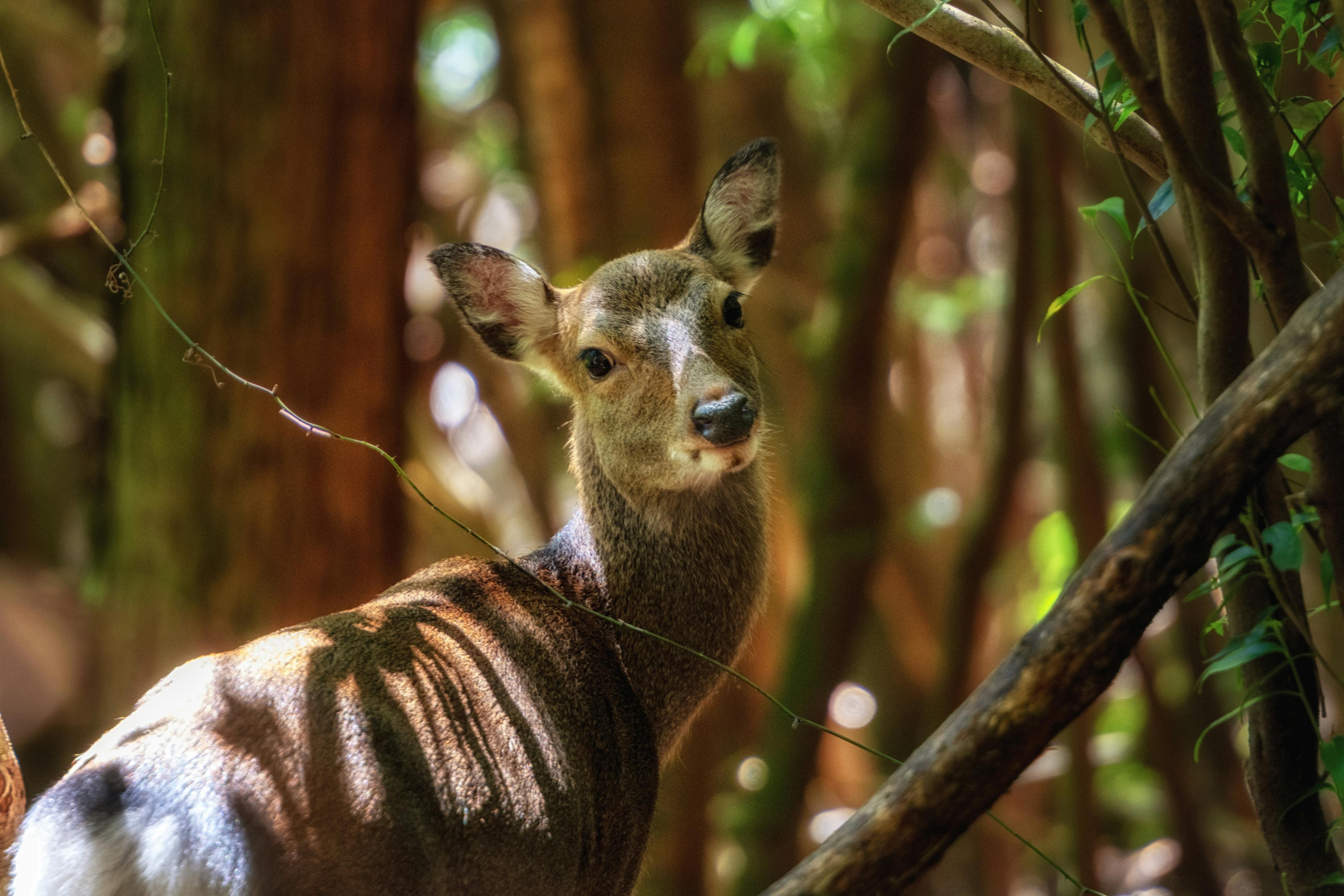 Yakushima National Park