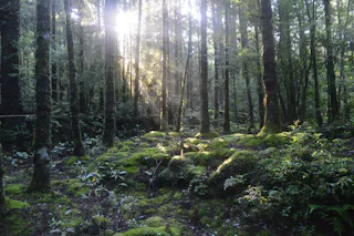 Yakushima National Park