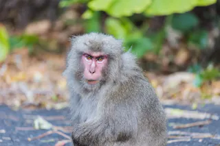 Yakushima National Park